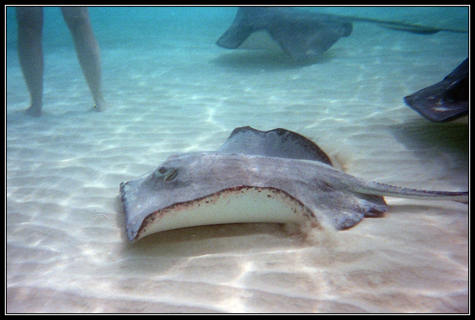 07 Stingrays everywhere